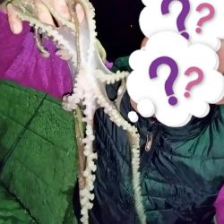 昨日に引き続きゲット！